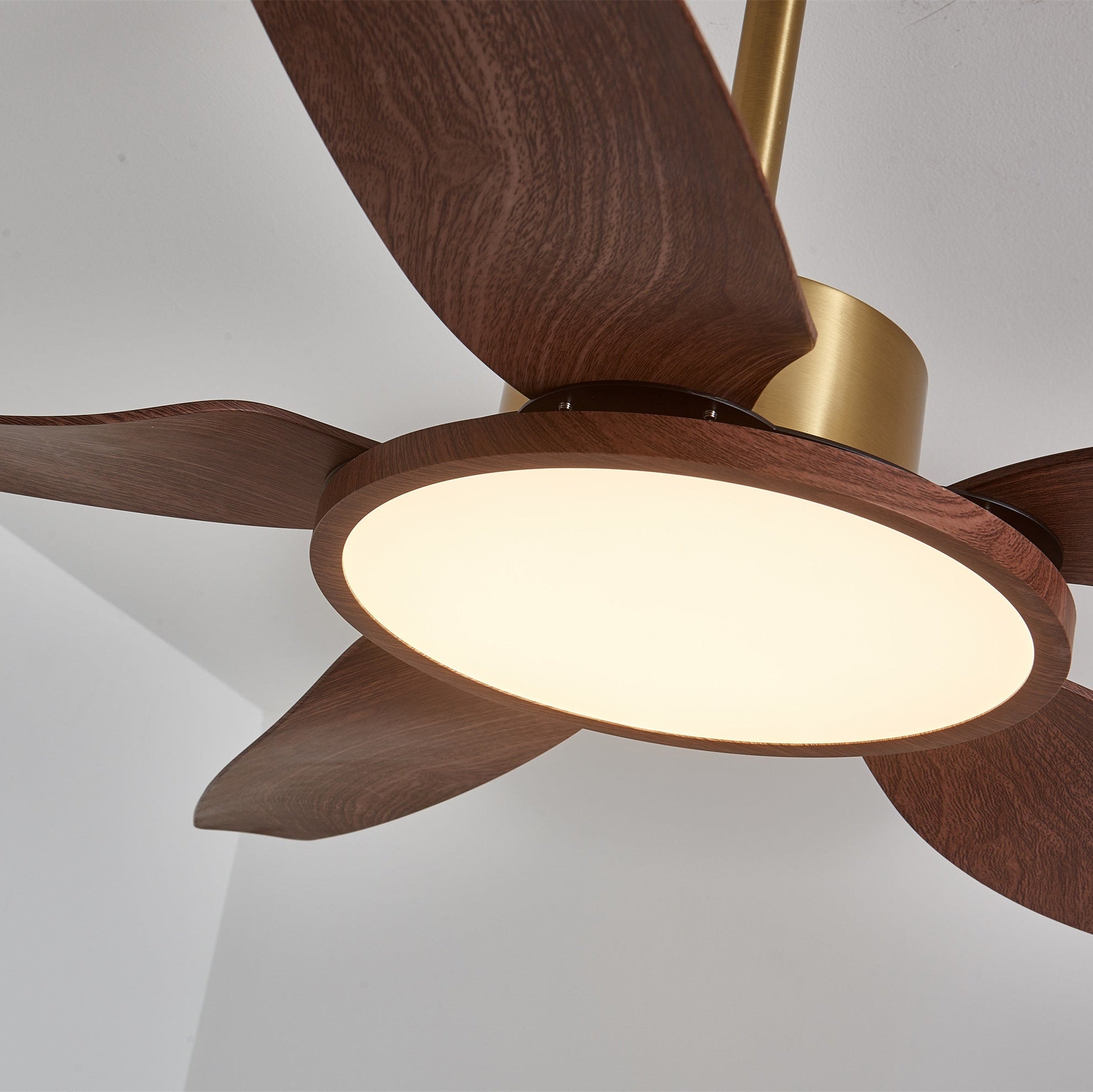 Haleno Ceiling Fan Light